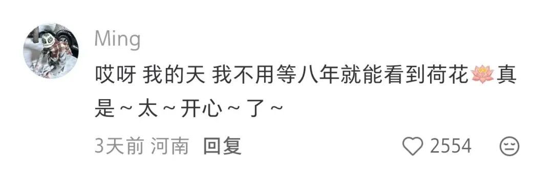 女子在美国种下莲子,苦等8年终于开出荷花 女子在美国种下莲子,苦等8年终于开出荷花