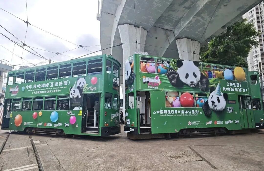 超可爱!香港大熊猫“天团”开启巡游了 超可爱!香港大熊猫“天团”开启巡游了