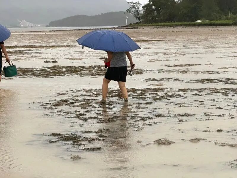 深圳发现珍贵海草床!填补深圳典型海洋生态空白,但极其脆弱 深圳发现珍贵海草床!填补深圳典型海洋生态空白,但极其脆弱
