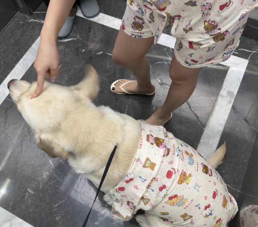 浙江女孩电梯里和狗狗撞衫!网友“补刀”:狗子的那一件看起来质量更好! 浙江女孩电梯里和狗狗撞衫!网友“补刀”:狗子的那一件看起来质量更好!