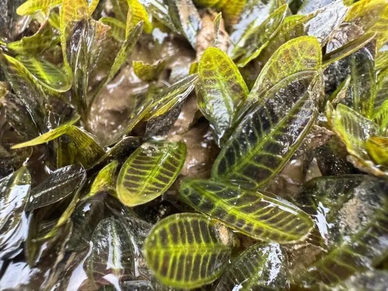 深圳发现珍贵海草床!填补深圳典型海洋生态空白,但极其脆弱 深圳发现珍贵海草床!填补深圳典型海洋生态空白,但极其脆弱