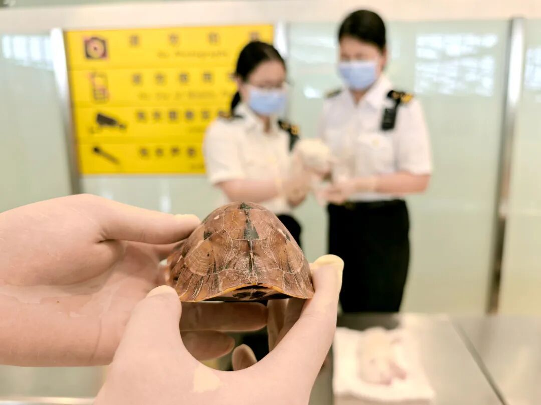 把狐界“颜值天花板”藏在裤子内!厦门海关:违规携带出境,查获! 把狐界“颜值天花板”藏在裤子内!厦门海关:违规携带出境,查获!