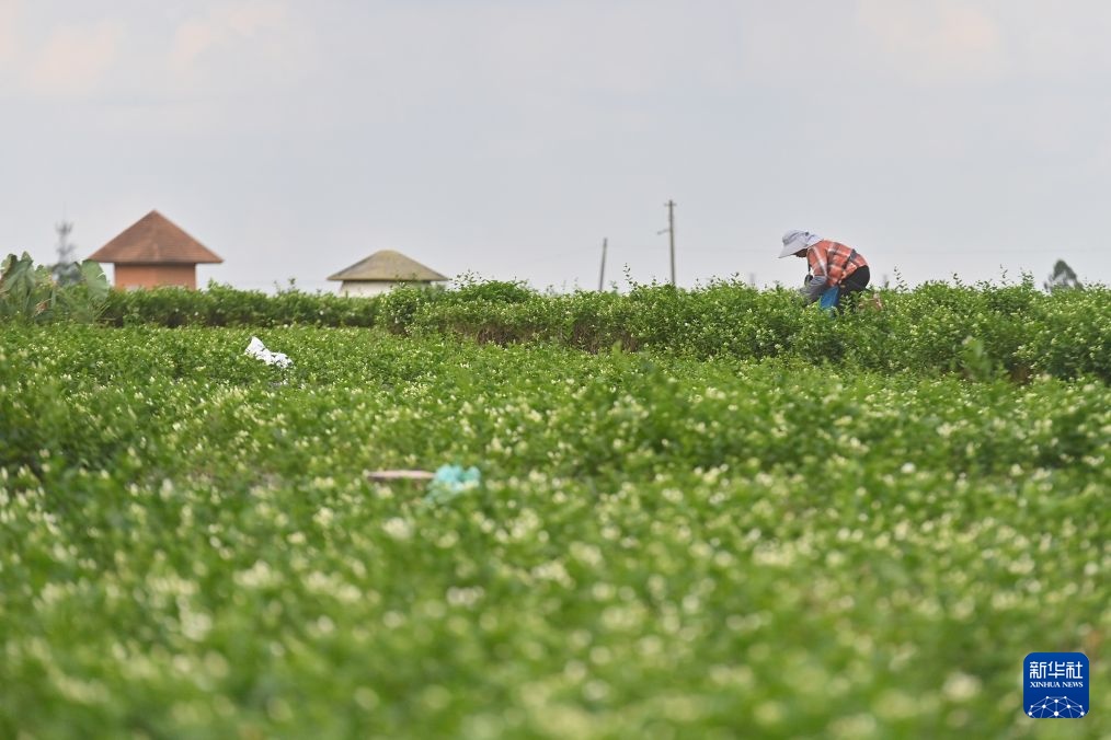 风雨磨砺香如故——横州茉莉花灾后恢复生产 风雨磨砺香如故——横州茉莉花灾后恢复生产