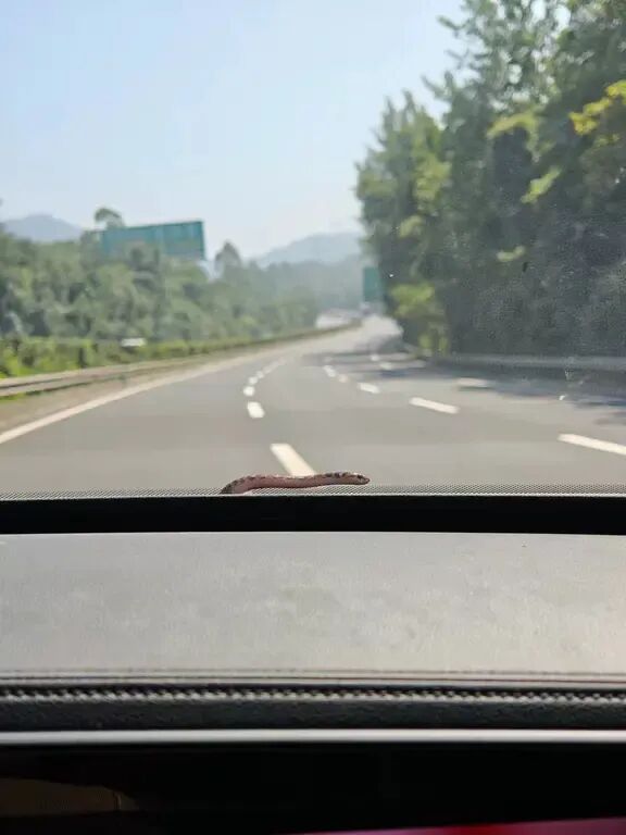 吓人!一条蛇贴窗扭动,蹭车随行数百公里 吓人!一条蛇贴窗扭动,蹭车随行数百公里