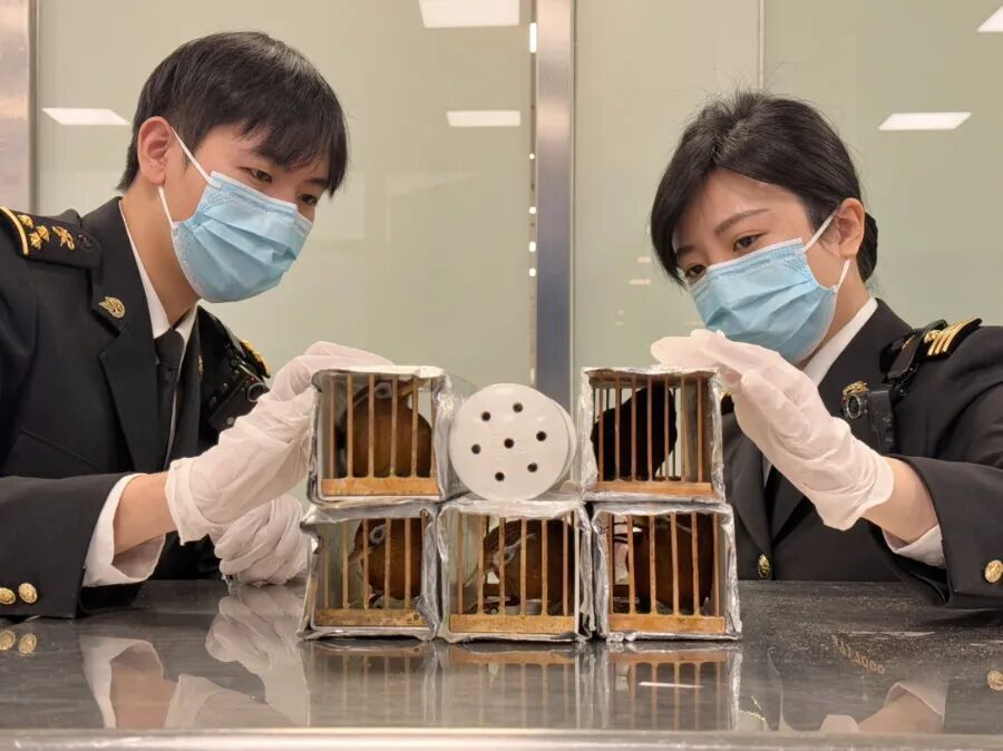 男子竟然在裤腿里藏了2只赤狐和2只布氏闭壳龟,被厦门海关当场查获 男子竟然在裤腿里藏了2只赤狐和2只布氏闭壳龟,被厦门海关当场查获