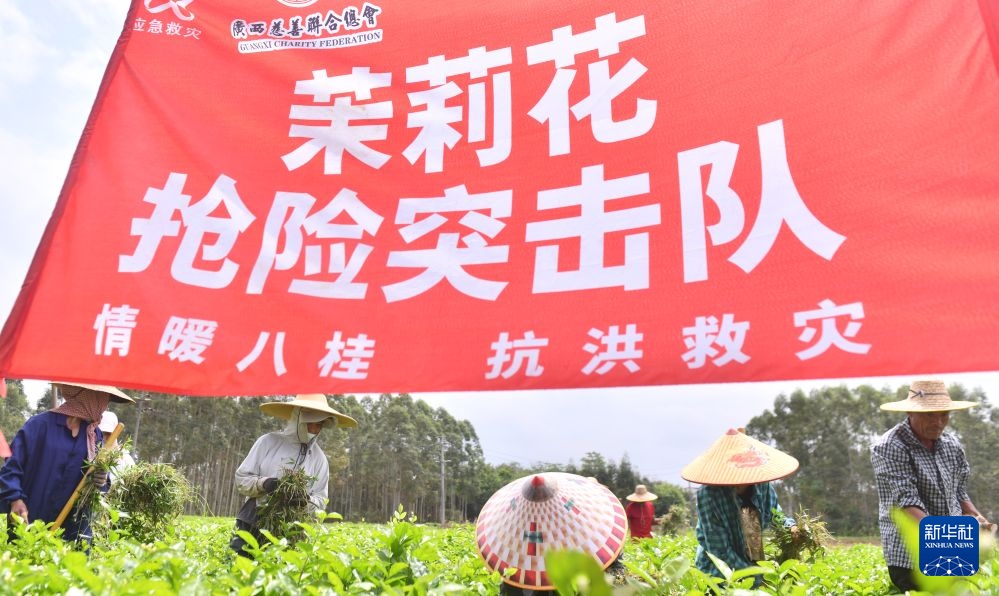 风雨磨砺香如故——横州茉莉花灾后恢复生产 风雨磨砺香如故——横州茉莉花灾后恢复生产