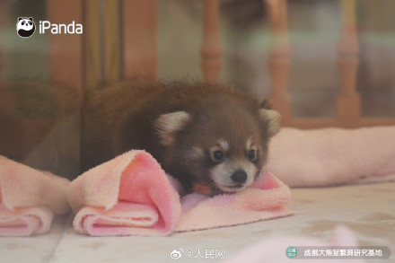 9图装不下小熊猫的可爱