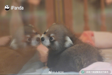 9图装不下小熊猫的可爱
