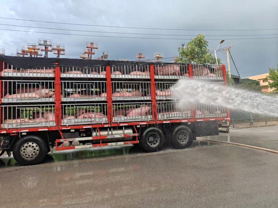 生猪运输车辆生猪高温中暑 长沙县安沙消防喷水降温施救