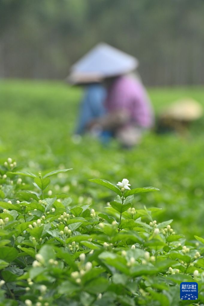 风雨磨砺香如故——横州茉莉花灾后恢复生产 风雨磨砺香如故——横州茉莉花灾后恢复生产