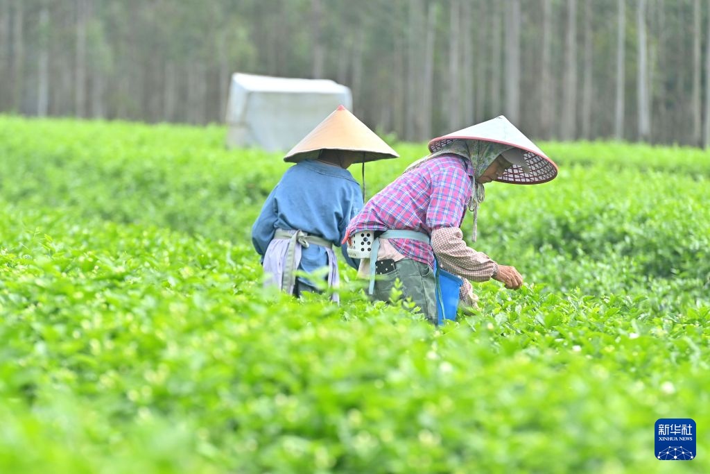 风雨磨砺香如故——横州茉莉花灾后恢复生产 风雨磨砺香如故——横州茉莉花灾后恢复生产