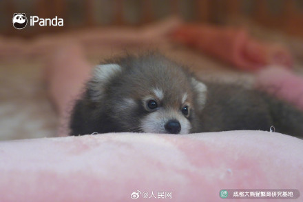 9图装不下小熊猫的可爱