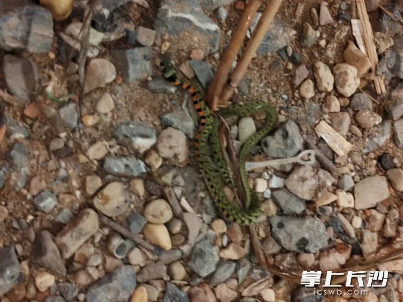 长沙一女子在湘府路大桥下湘江水域野泳，突遭毒蛇咬伤！现场紧急处置……