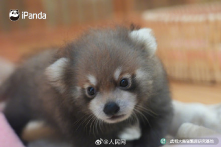 9图装不下小熊猫的可爱