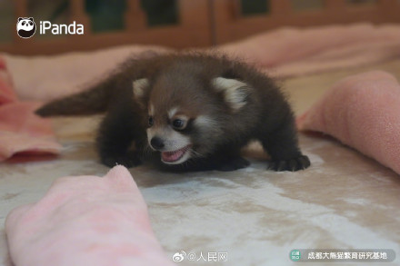 9图装不下小熊猫的可爱