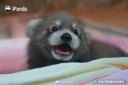 9图装不下小熊猫的可爱