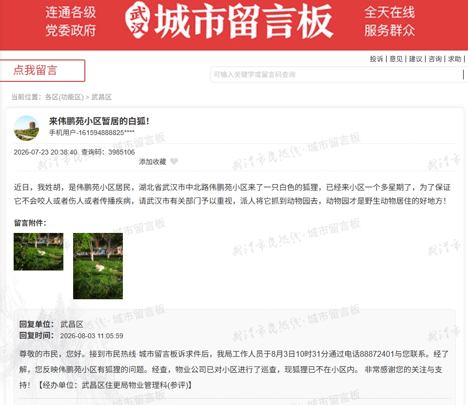 武汉一小区周边出现白色狐狸,相关部门:是北极狐,并非国家野生保护动物 武汉一小区周边出现白色狐狸,相关部门:是北极狐,并非国家野生保护动物