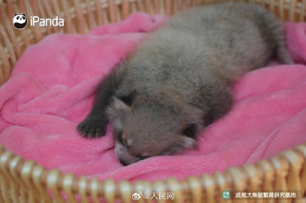 9图装不下小熊猫的可爱