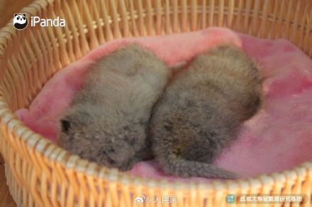 9图装不下小熊猫的可爱