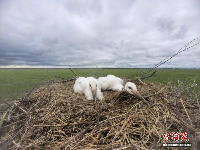黑龙江洪河保护区今年繁育东方白鹳138只 中俄携手构建保护网络 黑龙江洪河保护区今年繁育东方白鹳138只 中俄携手构建保护网络