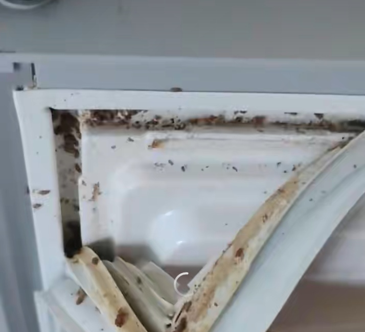 赶紧自查!广州一男子租房打扫时意外发现,冰箱胶条缝隙藏满虫卵 赶紧自查!广州一男子租房打扫时意外发现,冰箱胶条缝隙藏满虫卵