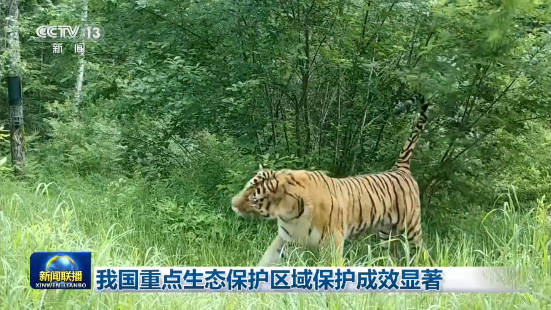 我国重点生态保护区域保护成效显著 我国重点生态保护区域保护成效显著