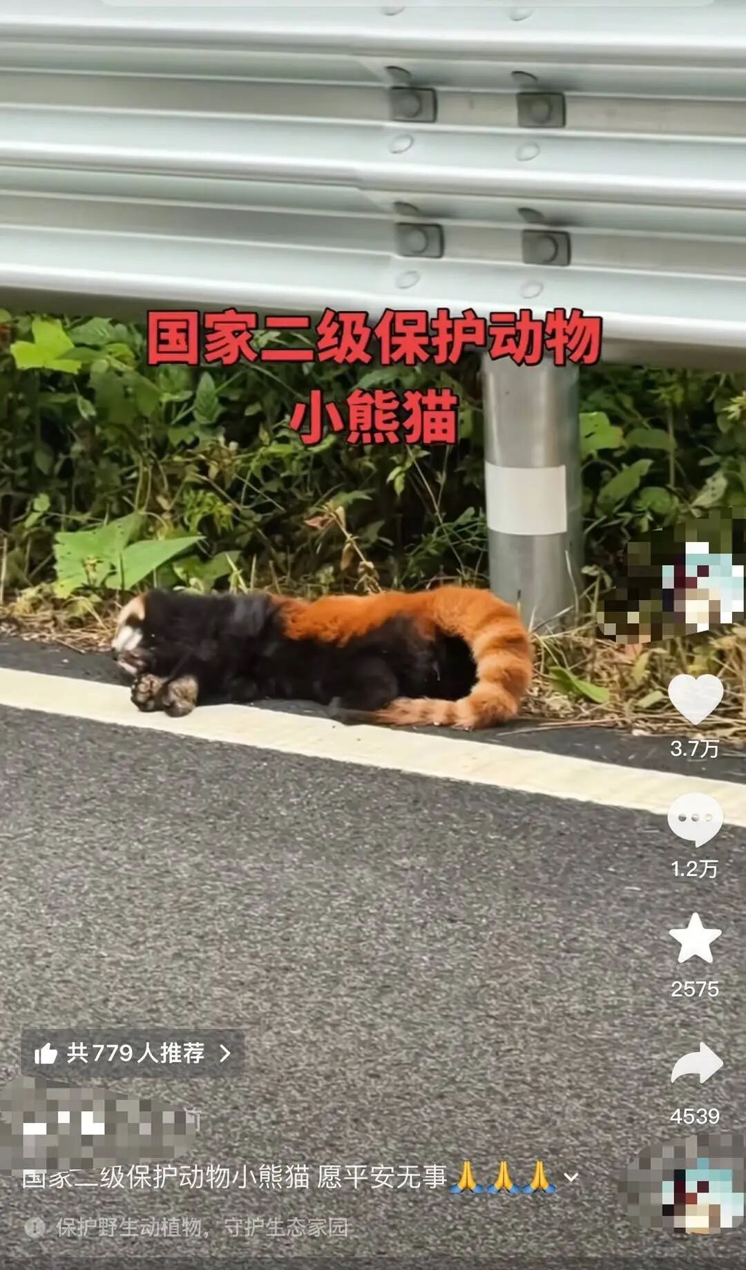 四川一小熊猫疑遭车祸离世,保护站:已无公害化处理,将加强巡护 四川一小熊猫疑遭车祸离世,保护站:已无公害化处理,将加强巡护