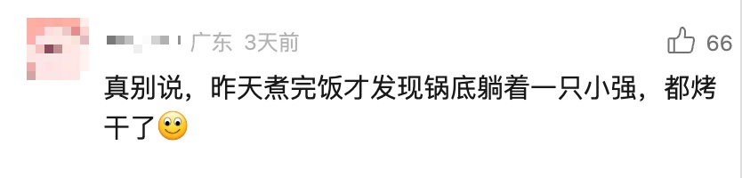 有蟑螂!掀开电饭煲,很多人懵了,电饭煲这些死角要注意 有蟑螂!掀开电饭煲,很多人懵了,电饭煲这些死角要注意