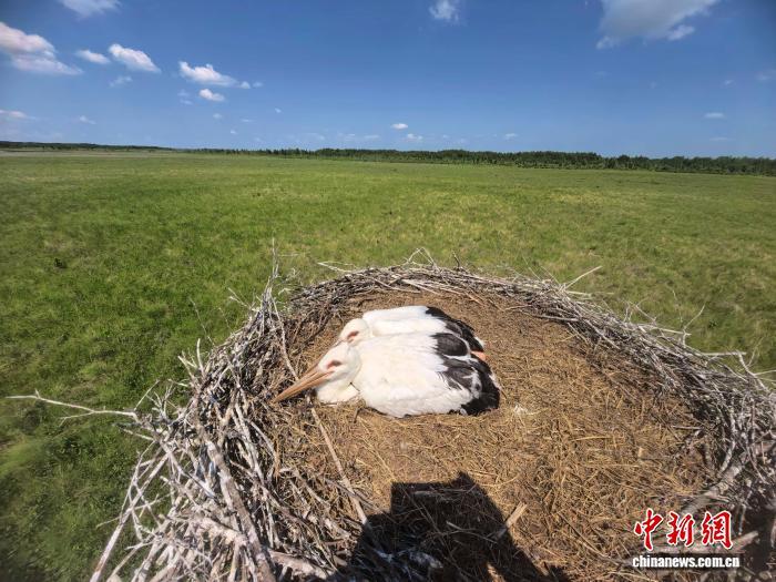 黑龙江洪河保护区今年繁育东方白鹳138只 中俄携手构建保护网络 黑龙江洪河保护区今年繁育东方白鹳138只 中俄携手构建保护网络