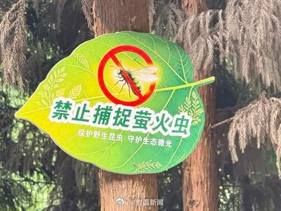 当地回应游客组团夜捕萤火虫现象 当地回应游客组团夜捕萤火虫现象