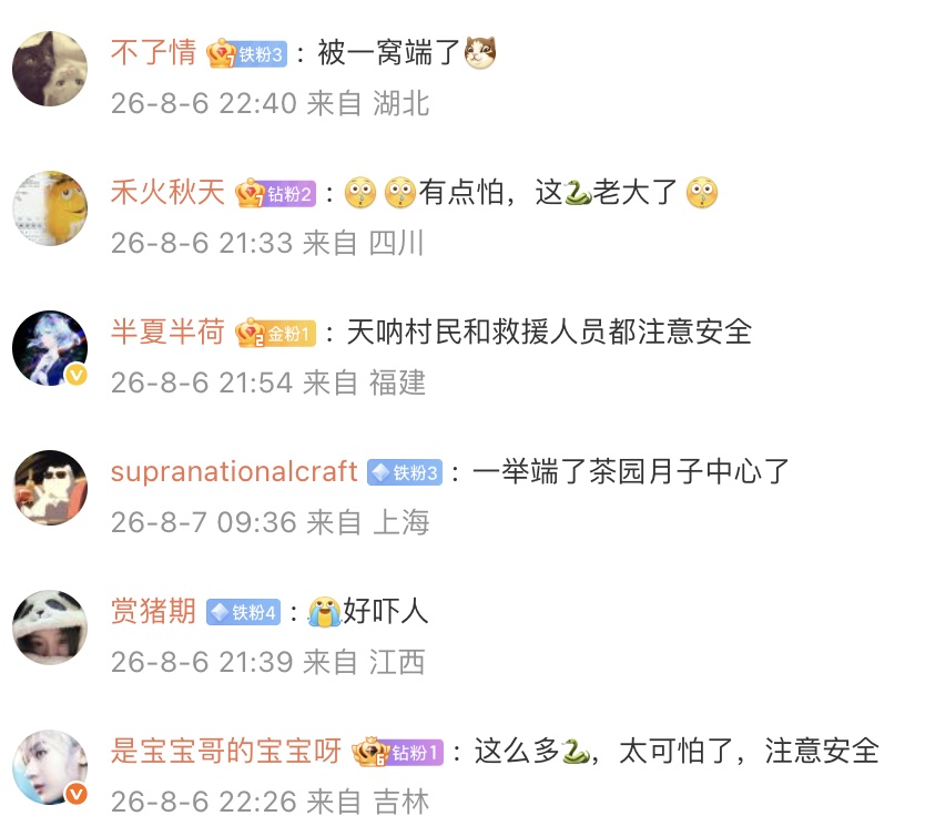云南一茶园发现眼镜王蛇,仔细一看,竟然是一家38口!网友:这是眼镜王蛇月子中心 云南一茶园发现眼镜王蛇,仔细一看,竟然是一家38口!网友:这是眼镜王蛇月子中心