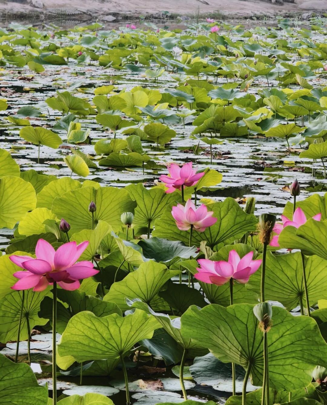 今天,呼和浩特正式进入!呼市人懵了:来了,又好像没有完全来… 今天,呼和浩特正式进入!呼市人懵了:来了,又好像没有完全来…