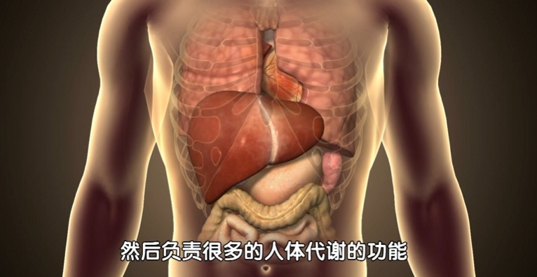 这把“长寿菜”,一吃健骨骼,二吃护肝脏,三吃强免疫!尤其适合三高人群 这把“长寿菜”,一吃健骨骼,二吃护肝脏,三吃强免疫!尤其适合三高人群