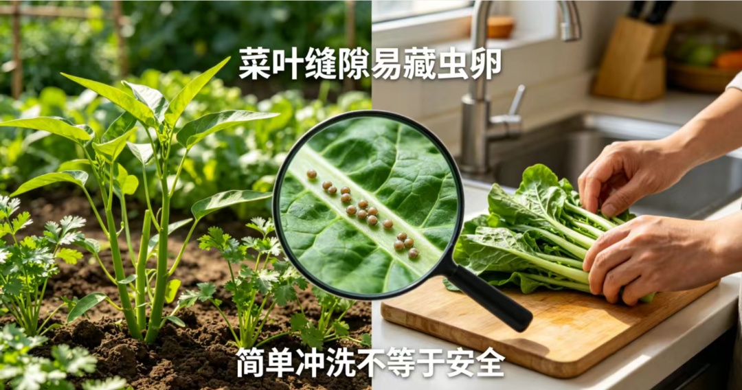 广东一女子肚子痛20多天,肚子里揪出活的寄生虫!元凶竟是“住家菜” 广东一女子肚子痛20多天,肚子里揪出活的寄生虫!元凶竟是“住家菜”
