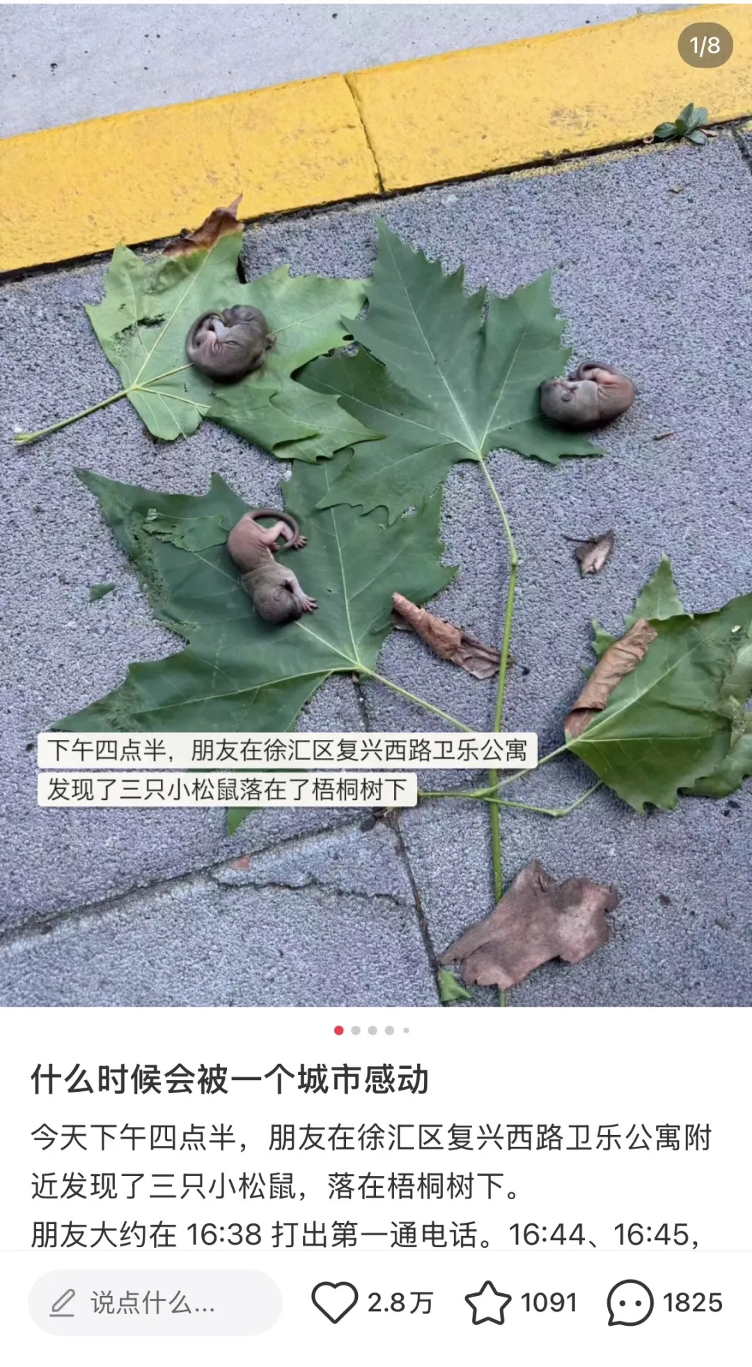 上海市中心，3只松鼠幼崽跌落滚烫地面，一群人为它们忙碌起来……