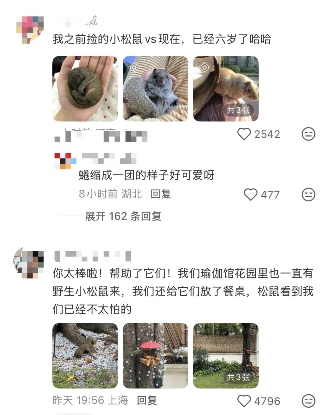 上海市中心，3只松鼠幼崽跌落滚烫地面，一群人为它们忙碌起来……
