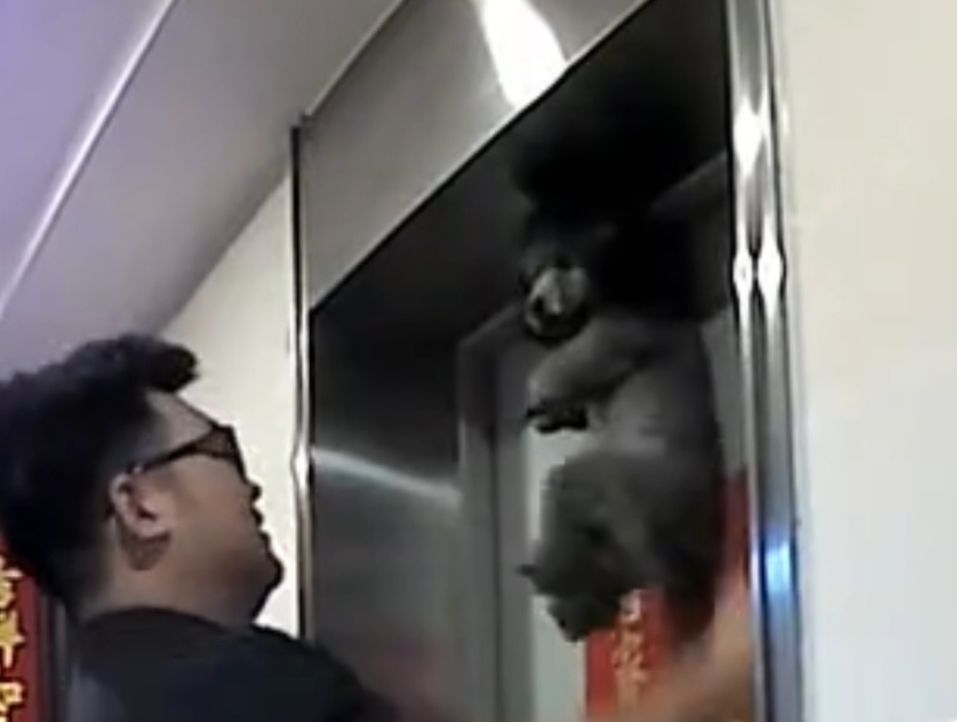 重庆一犬主乘电梯疏忽没牵住小狗,电梯门关后小狗被吊门外,幸遇邻居及时施救 重庆一犬主乘电梯疏忽没牵住小狗,电梯门关后小狗被吊门外,幸遇邻居及时施救