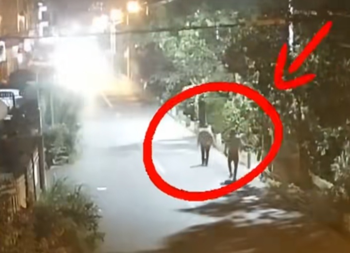 路边无人在意的果子竟价值不菲!两男子偷走获利上万元! 路边无人在意的果子竟价值不菲!两男子偷走获利上万元!