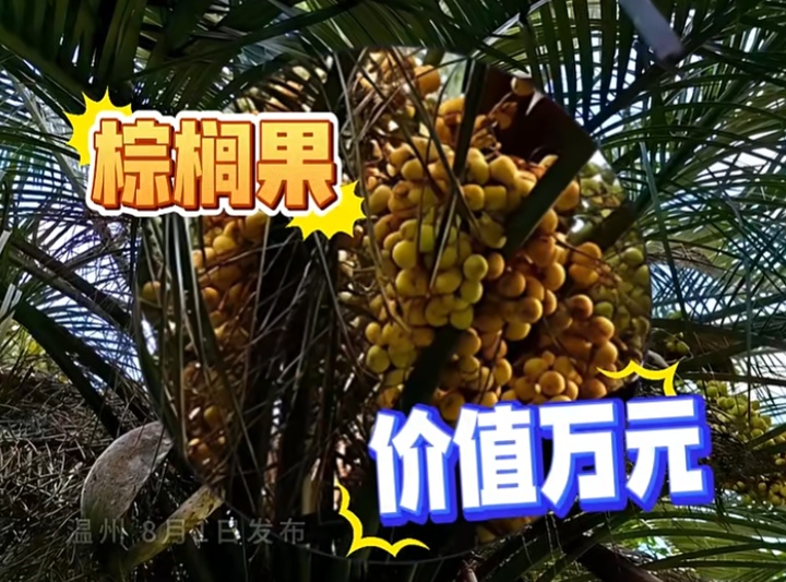 路边无人在意的果子竟价值不菲!两男子偷走获利上万元! 路边无人在意的果子竟价值不菲!两男子偷走获利上万元!