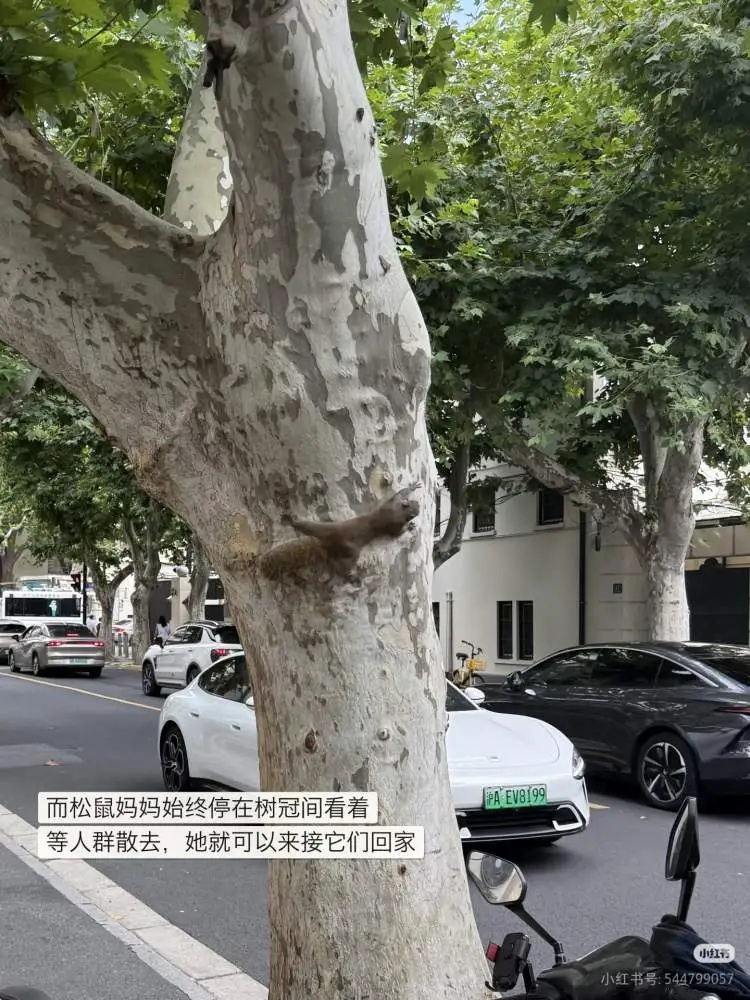 上海市中心，3只松鼠幼崽跌落滚烫地面，一群人为它们忙碌起来……