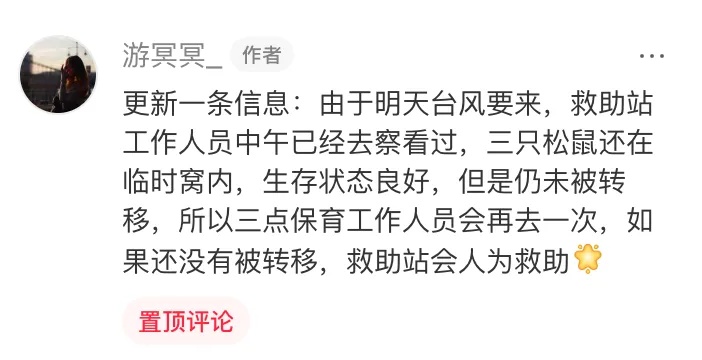 上海市中心，3只松鼠幼崽跌落滚烫地面，一群人为它们忙碌起来……