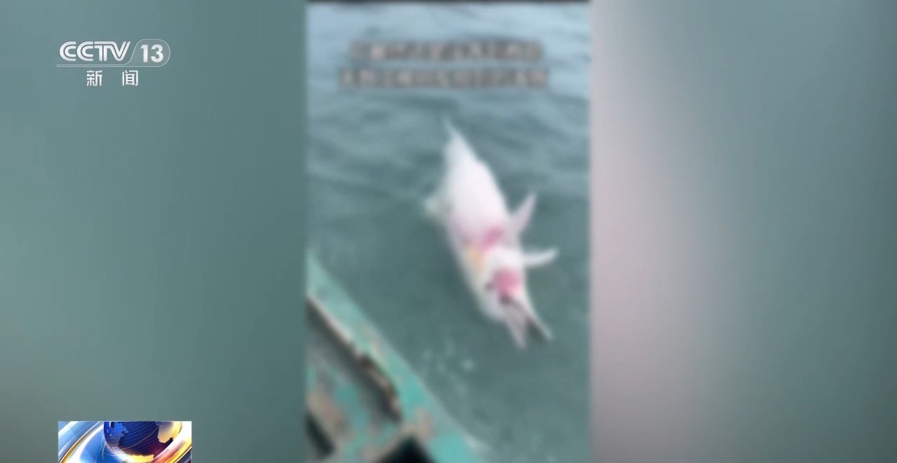 海南临高拍摄到两头中华白海豚 疑似被网状物缠绕 海南临高拍摄到两头中华白海豚 疑似被网状物缠绕