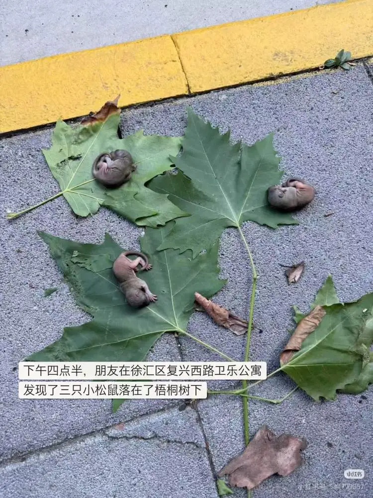 上海市中心，3只松鼠幼崽跌落滚烫地面，一群人为它们忙碌起来……