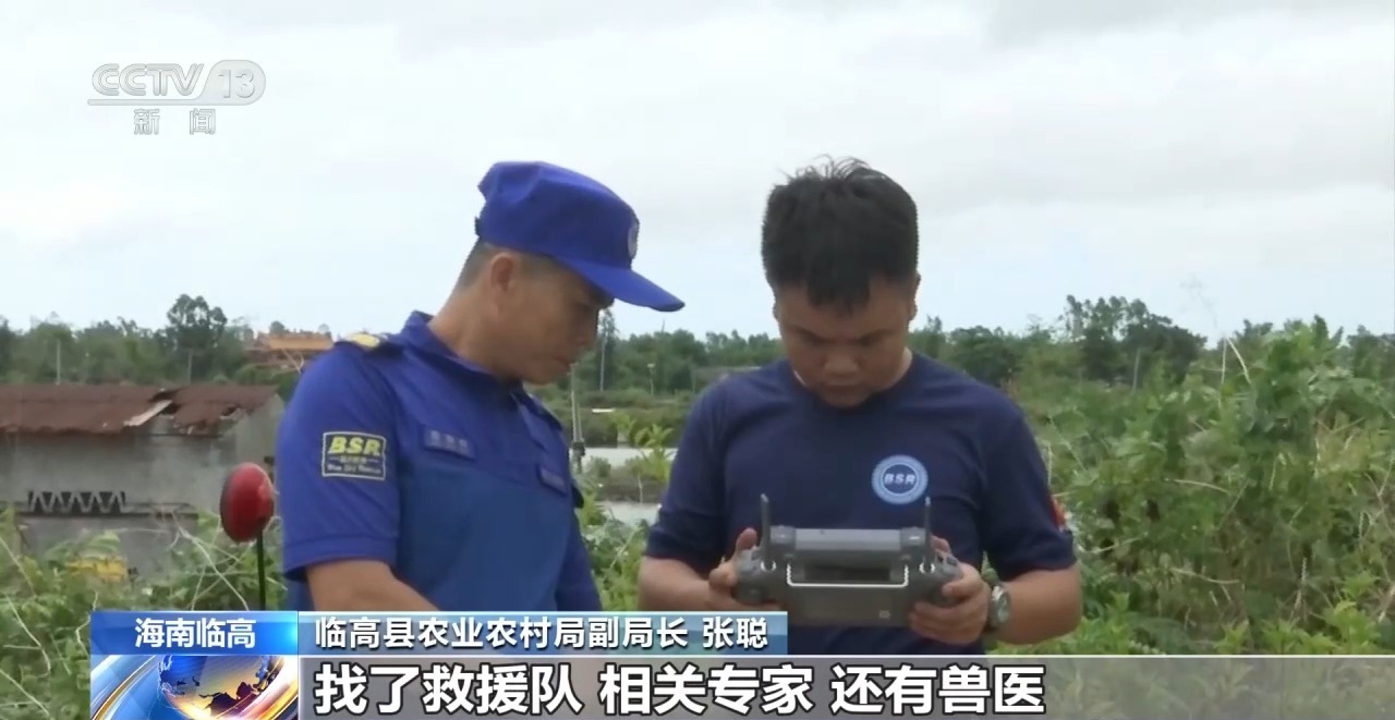 海南临高拍摄到两头中华白海豚 疑似被网状物缠绕 海南临高拍摄到两头中华白海豚 疑似被网状物缠绕