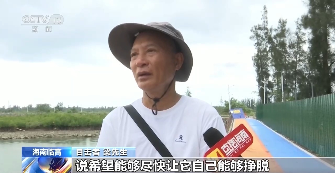 海南临高拍摄到两头中华白海豚 疑似被网状物缠绕 海南临高拍摄到两头中华白海豚 疑似被网状物缠绕