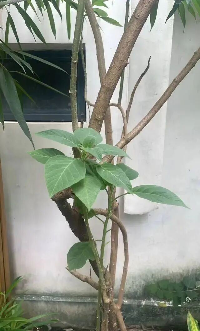 老人在小区采“草药”煮水,儿子喝了要出去抓老鼠,老伴喝了昏迷送进ICU 老人在小区采“草药”煮水,儿子喝了要出去抓老鼠,老伴喝了昏迷送进ICU