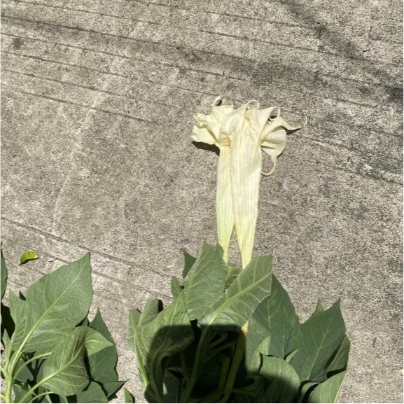 老人在小区采“草药”煮水,儿子喝了要出去抓老鼠,老伴喝了昏迷送进ICU 老人在小区采“草药”煮水,儿子喝了要出去抓老鼠,老伴喝了昏迷送进ICU