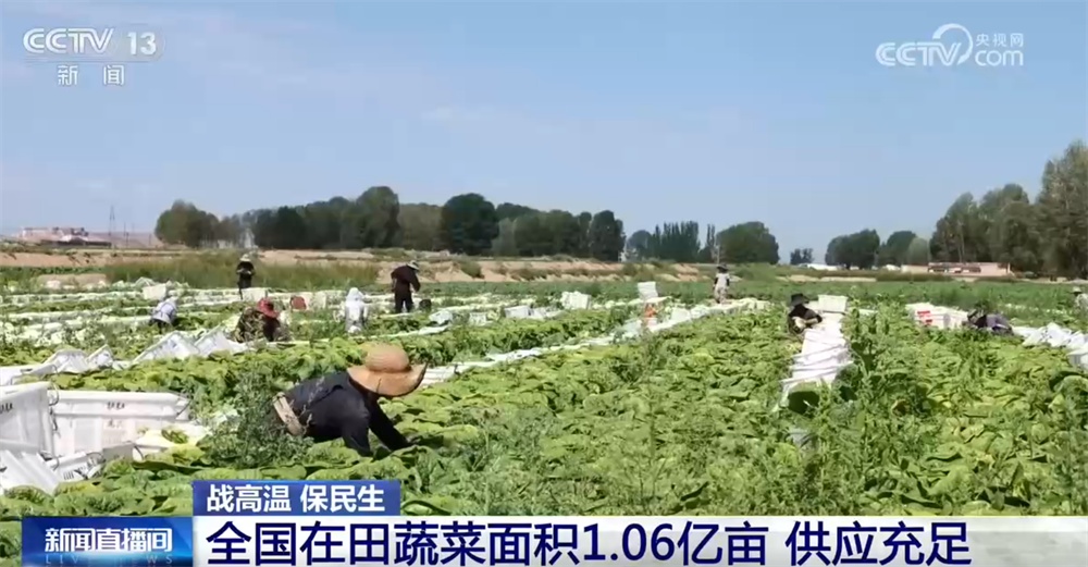 全国蔬菜供应总体形势平稳、种类丰富 高温天如何科学吃菜?“指南”来了! 全国蔬菜供应总体形势平稳、种类丰富 高温天如何科学吃菜?“指南”来了!