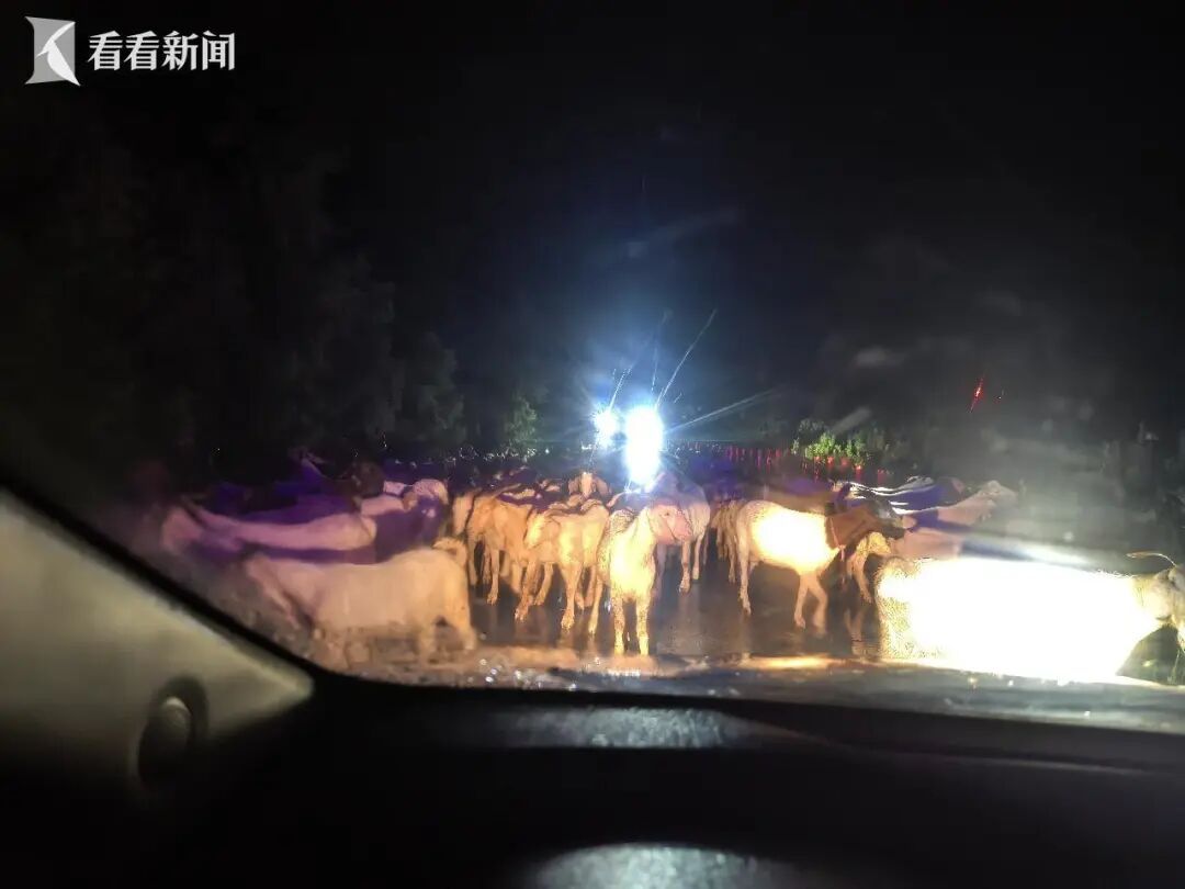 狂风暴雨中,上海一羊群受惊逃上大马路!警方出手 狂风暴雨中,上海一羊群受惊逃上大马路!警方出手