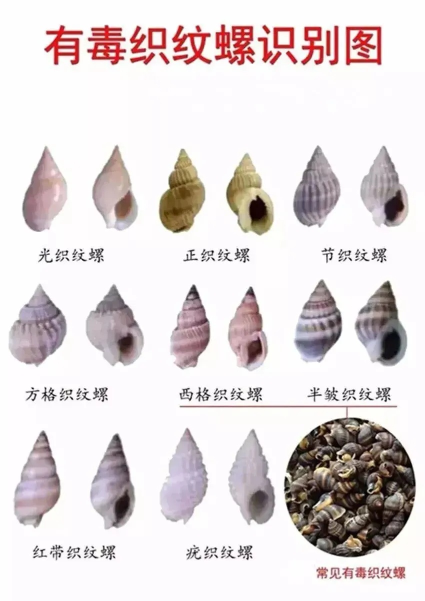 浙江男子吃了30颗螺，浑身麻木送医院抢救 医生提醒：有毒，无特效解毒剂